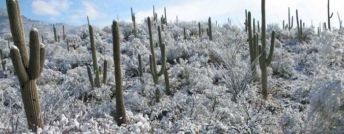 Sabino canyon in snow